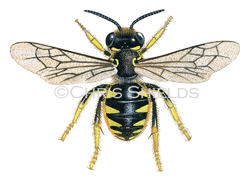 Bee (wool carder) (female) Anthidium manicatum IN0018