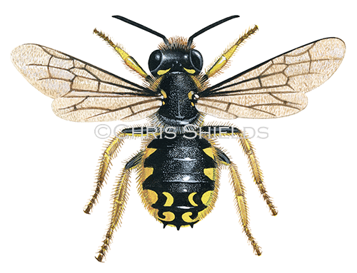 Bee (wool carder) (male) Anthidium manicatum IH0019