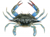 Blue Crab (Callinectes sapidus) OS063