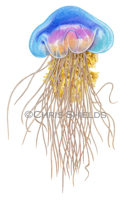 Blue Jellyfish (Cyanea lamarckii) OS0056