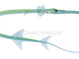 Bluespotted Cornetfish (Fistularia-commersonii) F266flat.png
