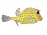 F031 - Box Fish (Ostracion cubicus)