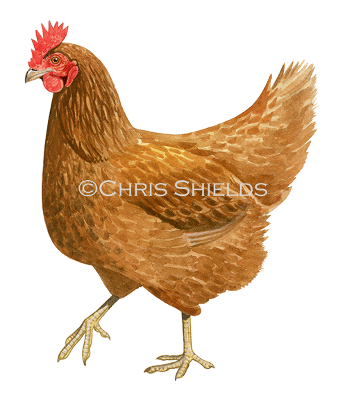 Chicken (Gallus gallus domesticus) BD0626