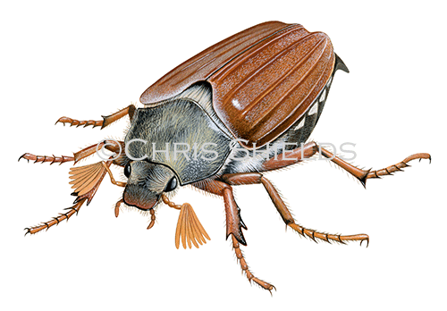 Cockchafer (Melolontha melolontha) IN0013