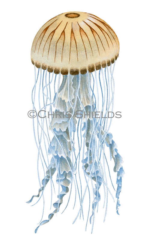 Compass Jellyfish (Chrysaora hysoscella) OS0039