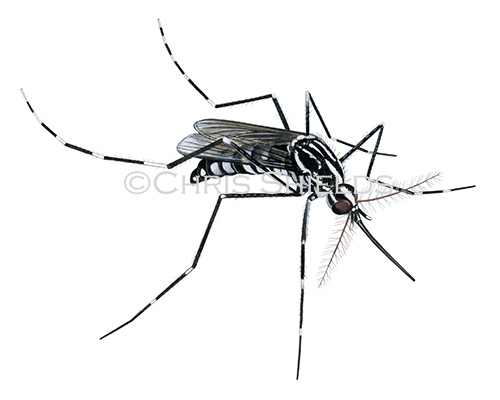Cretan Mosquito - Aedes (Stegomyia) cretinus
