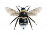 Cuckoo Bumblebee (Bombus bohemicus) (male) IN001