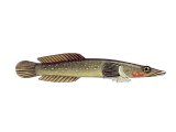 F085 - Connemara Clingfish (Lepadogaster candollei)