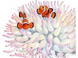 F261 - Clownfish (Amphiprion ocellaris)