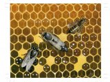 Honeycomb with Worker, Drone and Queen Bees IN012