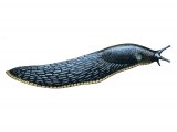 Slug (Large Black) Arion ater) OS004