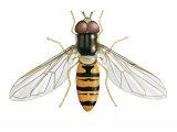 Marmalade hoverfly (Episyrphus balteatus) IN004