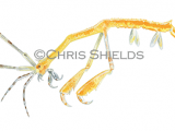 Mauritian skeleton shrimp (Caprella scaura) OS062