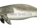 Monk Seal (Monachus monachus) M0024