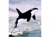 Orca (Whale Killer) Orcinus orca M001