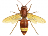 Oriental Hornet (Vespa orientalis) IH021