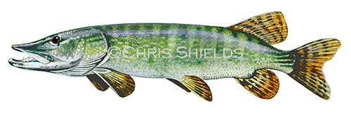 Pike (Esox lucius) F0065