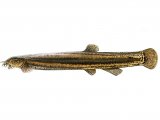 F070 - Pond Loach (Misgurnus fossili