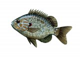 F072 - Pumpkinseed Sunfish (Lepomis gibbosus)