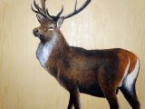 MU032 - Red Deer Stag painting on the ceiling of the Duart carriage