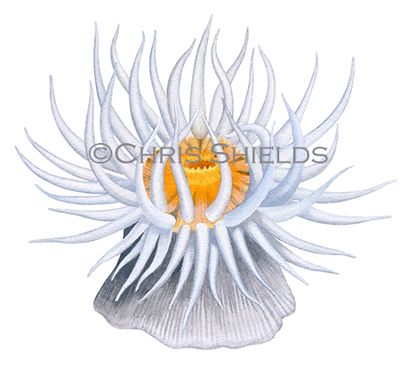 Sandalled Anemone (Actinothoe sphyrodeta) OS0035