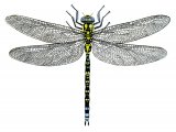 Dragonfly (Southern Hawker) Aeshna cyanea IN003