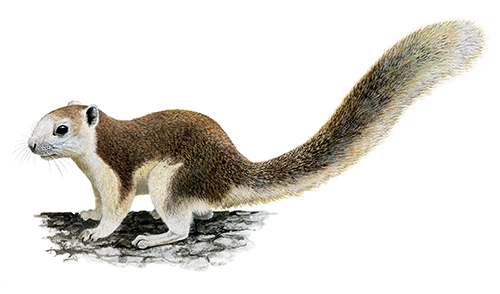 SquirrelÂ (Finlayson) Callosciurus finlaysonii M001
