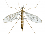 Winter Crane Fly (Trichocera maculipennis) IN018