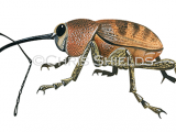 Acorn Weevil (Curculio glandium) IN001