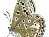 Adonis) Blue female (Polyommatus bellargus) L013