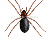 Ant-eating Spider (Zodarion italicum) SP0119