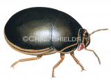 Black bean bug (Brachyplatys subaeneus) IN0021