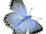 Chalk-hill Blue (Lysandra coridon) L020