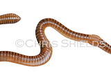 Brandling worm (Eisenia fetida) OS001