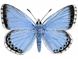 Chalk-hill Blue male (Lysandra coridon) L022