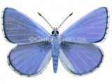 Common Blue male (Polyommatus icarus) L0020