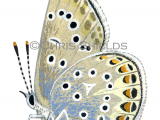 Common Blue male (Polyommatus icarus) L0024