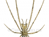 Common Stretch Spider (Tetragnatha extensa) SP0088