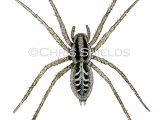 Labyrinth Spider (Agalena labyrinthica) SP0053