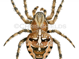 Garden Spider (Araneus diadematus) OS004