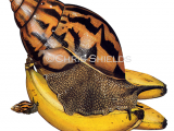 Giant African Land Snail (Achatina achatina) OS0089 