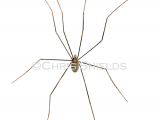 Harvestman (Opilio canestrinii) SP0042