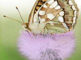 High Brown Fritillary (Fabriciana adippe) IN0024