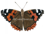 Indian Red Admiral (Vanessa indica) IN0023