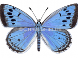 Large Blue male (Maculinea arion) IL0025