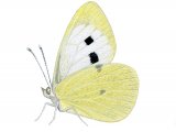 Large White (Pieris brassicae) IN006