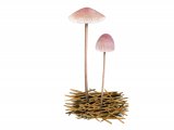 Mycena capillaripes (Pinkedge Bonnet) FU005