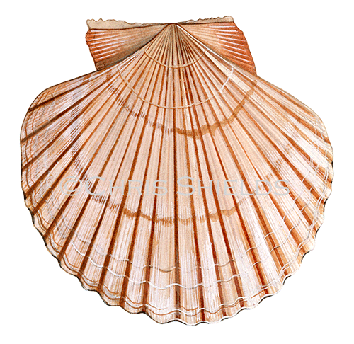 Queen Scallop (Aequipecten opercularis) OS001