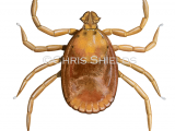 Rabbit Tick (Haemaphysalis Leporispalustris) OS0080