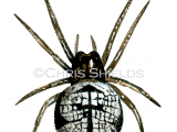 Ray Spider (Theridiosoma gemmosum) SP0089.